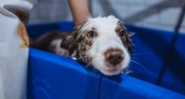 Not weekly or fortnightly – vets reveal exactly how much you should wash your dog