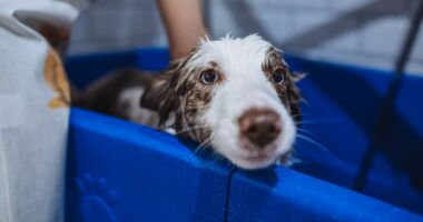 Not weekly or fortnightly – vets reveal exactly how much you should wash your dog