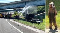 One million bees swarm highway after crash shuts down interstate ramp for hours