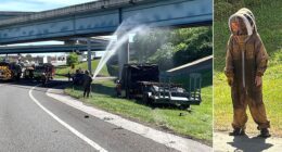One million bees swarm highway after crash shuts down interstate ramp for hours