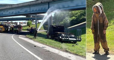 One million bees swarm highway after crash shuts down interstate ramp for hours