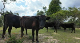 Orange County deputies investigate undernourished cows in Apopka