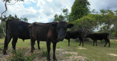 Orange County deputies investigate undernourished cows in Apopka