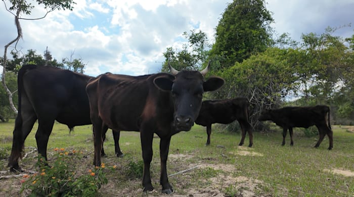 Orange County deputies investigate undernourished cows in Apopka