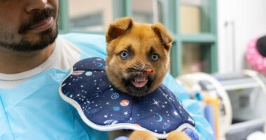 Pasadena Humane raises thousands in donations for noseless dog