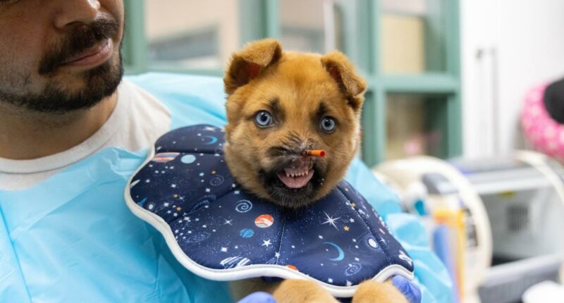 Pasadena Humane raises thousands in donations for noseless dog