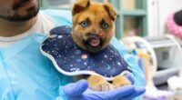 Pasadena Humane seeks donations for dog with no nose's recovery
