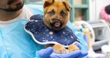 Pasadena Humane seeks donations for dog with no nose's recovery