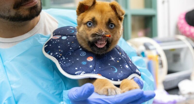 Pasadena Humane seeks donations for dog with no nose's recovery