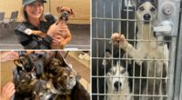 Pet charity quits Los Angeles after City hits them with huge bill
