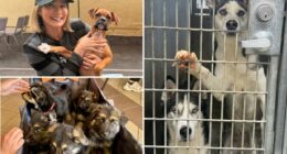 Pet charity quits Los Angeles after City hits them with huge bill