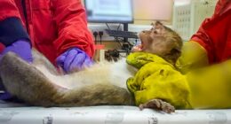 Pictured: The monkeys force-fed to test fat jabs