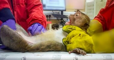 Pictured: The monkeys force-fed to test fat jabs