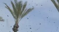Plague of bees swarms Israel in eerie scene tied to biblical warning