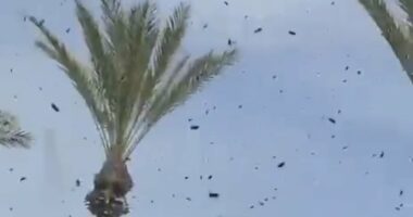 Plague of bees swarms Israel in eerie scene tied to biblical warning
