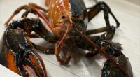 Rare two-colored lobster caught by fishermen off Cape Cod donated to aquarium