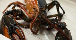 Rare two-colored lobster caught by fishermen off Cape Cod donated to aquarium