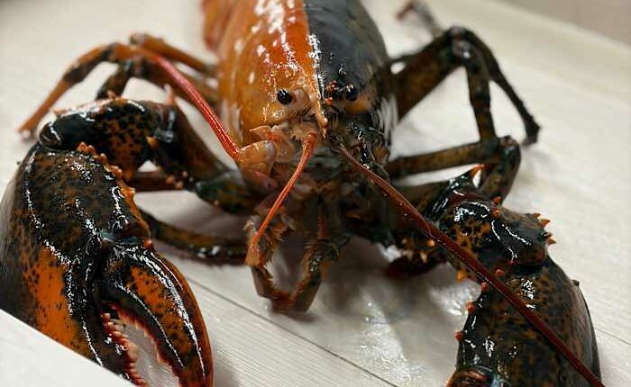 Rare two-colored lobster caught by fishermen off Cape Cod donated to aquarium
