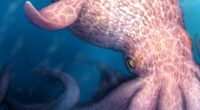 Real-life KRAKEN: Giant octopuses roamed oceans 72 million years ago