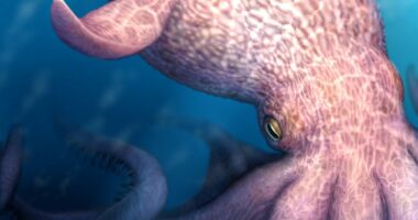 Real-life KRAKEN: Giant octopuses roamed oceans 72 million years ago