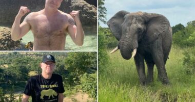 Safari-park owner who said he'd rather be killed by an elephant than shoot one is fatally tramped ... by an elephant