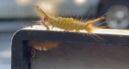 Sanford closes dog park to treat invasive caterpillars; experts warn residents not to touch them