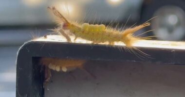 Sanford closes dog park to treat invasive caterpillars; experts warn residents not to touch them
