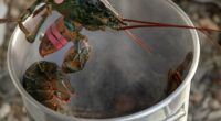 Scientists are calling for a ban on boiling lobsters alive, after a study shows that they do feel pain