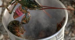 Scientists are calling for a ban on boiling lobsters alive, after a study shows that they do feel pain