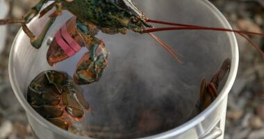 Scientists are calling for a ban on boiling lobsters alive, after a study shows that they do feel pain