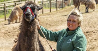 Seven llamas are culled after outbreak at 'trekking and therapy' farm