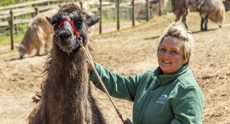 Seven llamas are culled after outbreak at 'trekking and therapy' farm