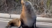 Sammy the seal blocks traffic in Mornington Peninsula