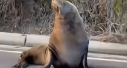 Sammy the seal blocks traffic in Mornington Peninsula