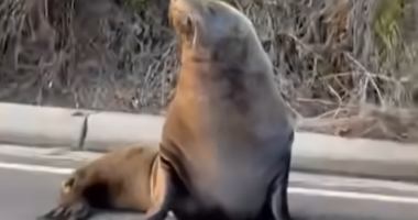 Sammy the seal blocks traffic in Mornington Peninsula