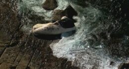 Sï»¿everal beaches south of Sydney have been closed after a dead whale washed up onto the shore.