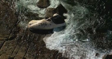 Sï»¿everal beaches south of Sydney have been closed after a dead whale washed up onto the shore.