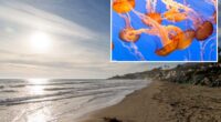 Stinging jellyfish warning issued for beachgoers at southern California beaches