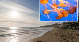 Stinging jellyfish warning issued for beachgoers at southern California beaches