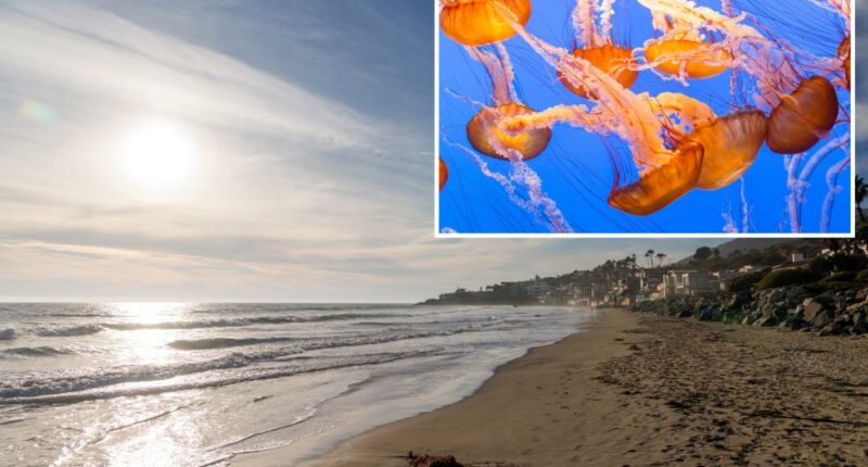 Stinging jellyfish warning issued for beachgoers at southern California beaches
