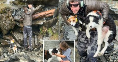 Strangers raised money to save hiker's dog who went missing for a week in New Zealand forest