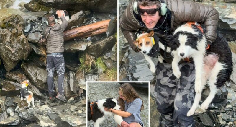 Strangers raised money to save hiker's dog who went missing for a week in New Zealand forest