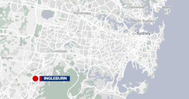 Stray cat feeders assaulted, knocked unconscious in Western Sydney