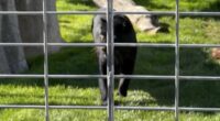 Stunning black leopard rescued from roadside animal enclosure