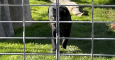 Stunning black leopard rescued from roadside animal enclosure