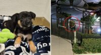 Suspect identified after puppy abandoned outside Orange County shelter