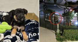 Suspect identified after puppy abandoned outside Orange County shelter