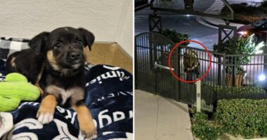 Suspect identified after puppy abandoned outside Orange County shelter