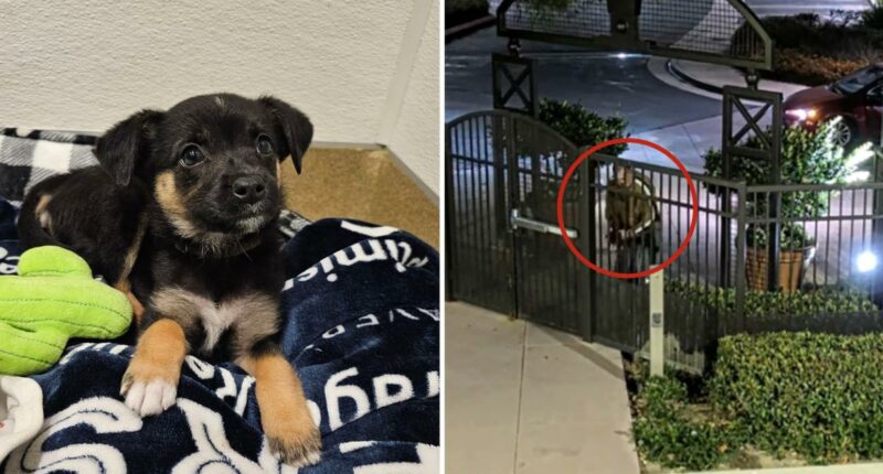 Suspect identified after puppy abandoned outside Orange County shelter