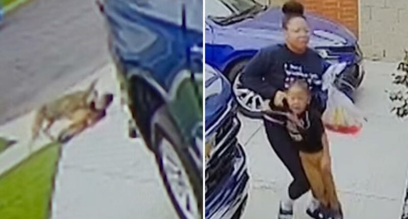 Terrifying moment wild coyote attacks 4-year-old in LA driveway